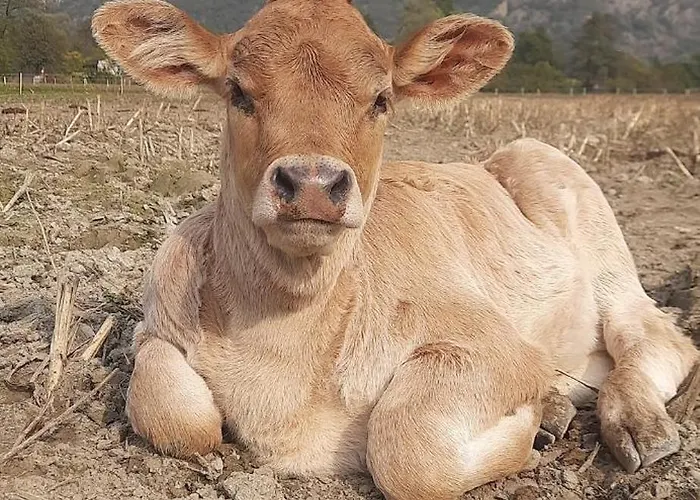 L' Eef Cascina * San Cassiano (Sondrio)